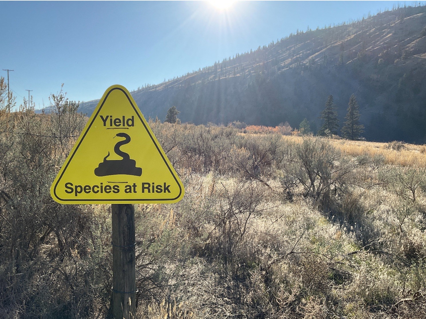 Featured image for “Protecting Species at Risk on the Move in Skeetchestn Territory”