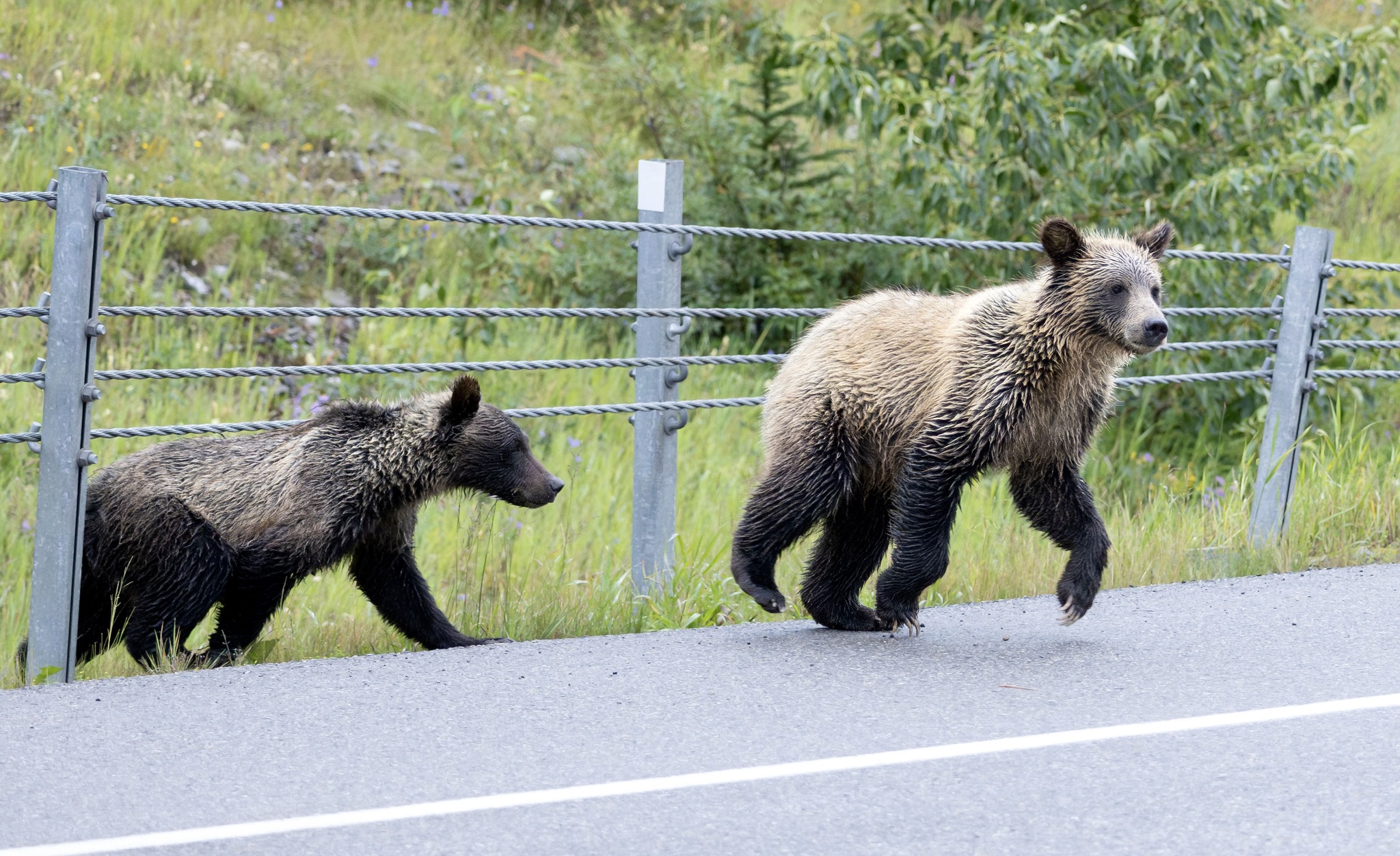 Featured image for “How “Kootenay Connect” is Stitching Wildlife Corridors Across the Kootenays”