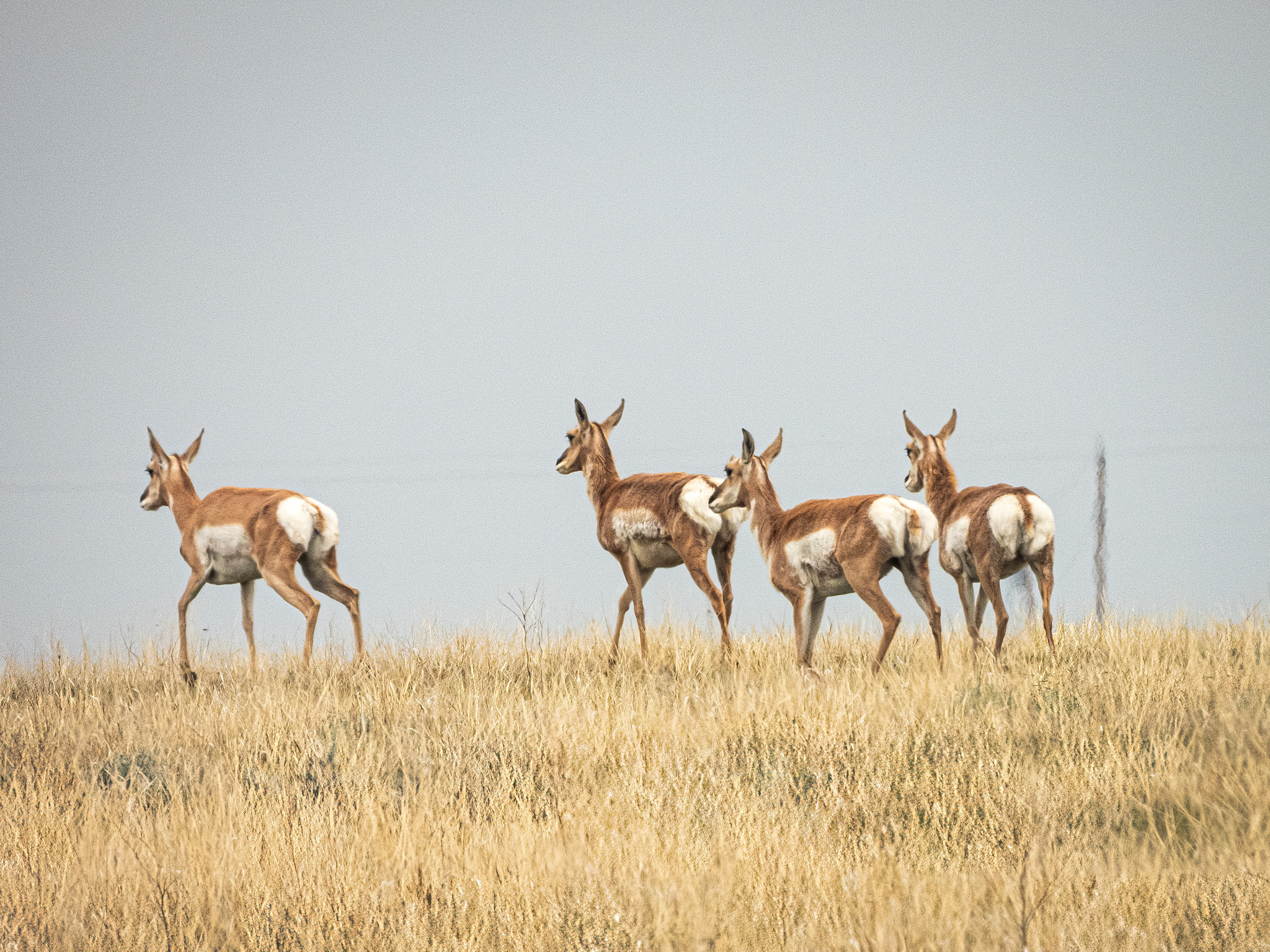 Featured image for “Ecological Connectivity in Pincher Creek”