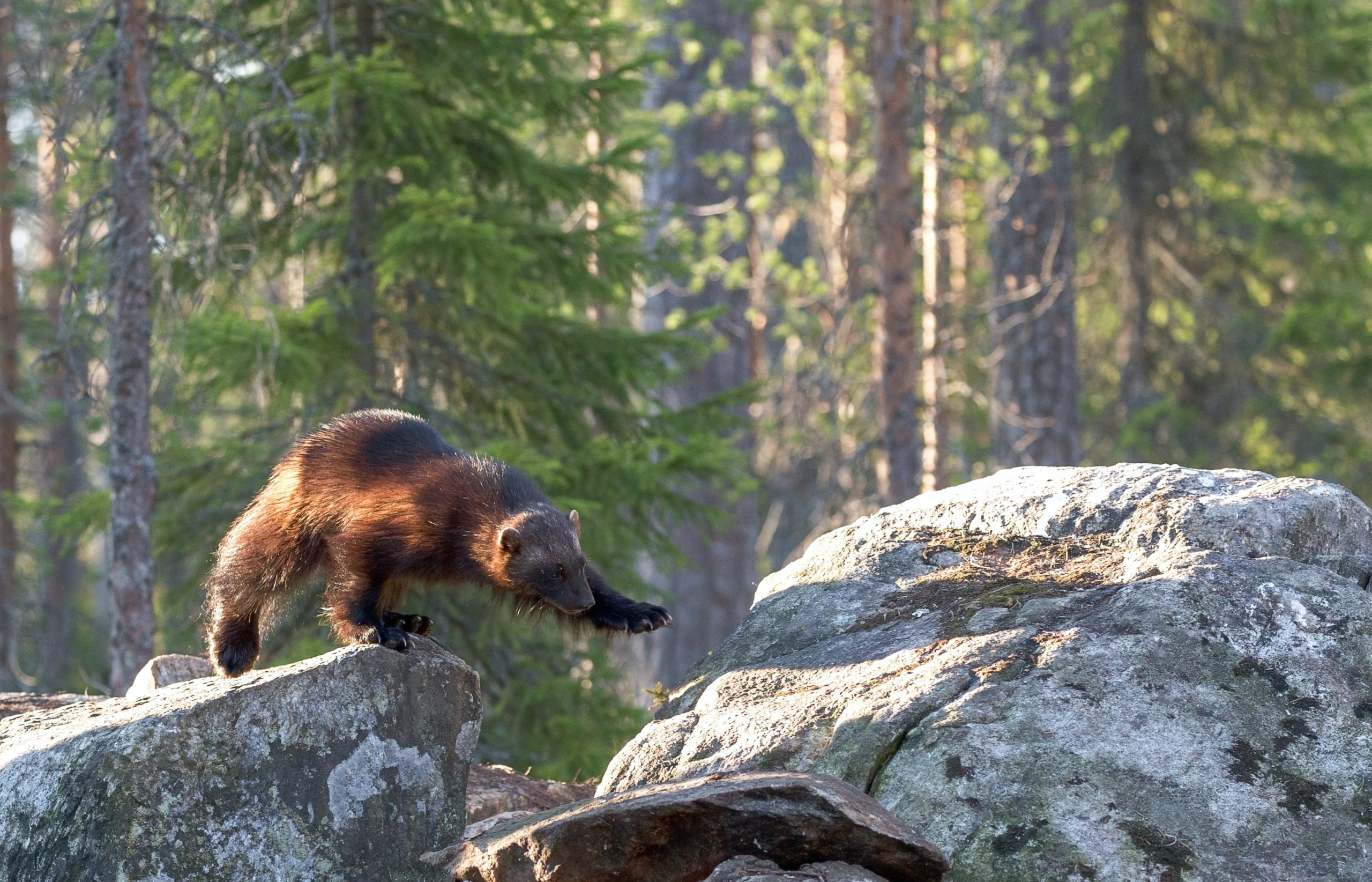 Featured image for “45,000 Hectares Protected in Southeastern BC”